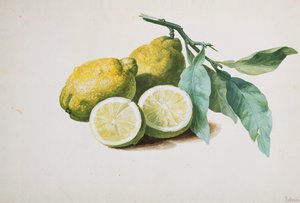 柠檬，1840年 作者 皮埃尔·约瑟夫·雷杜特